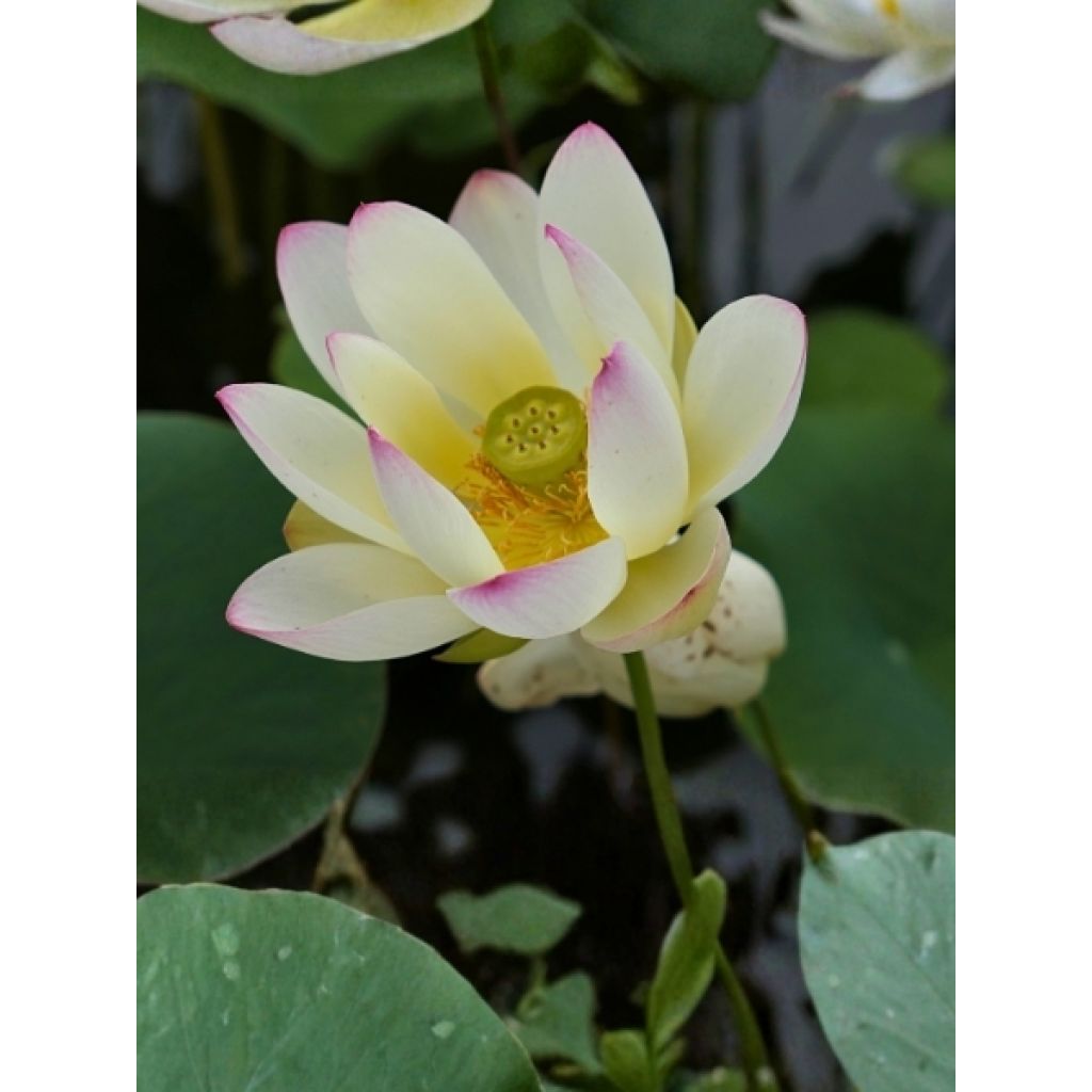 Nelumbo nucifera Chawan Basu - Lotus des Indes
