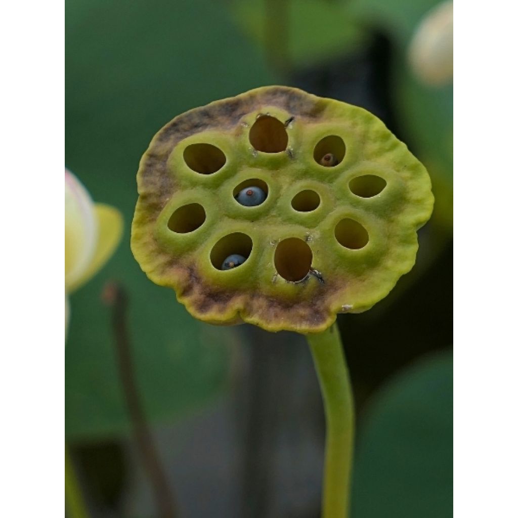 Nelumbo nucifera Chawan Basu - Lotus des Indes