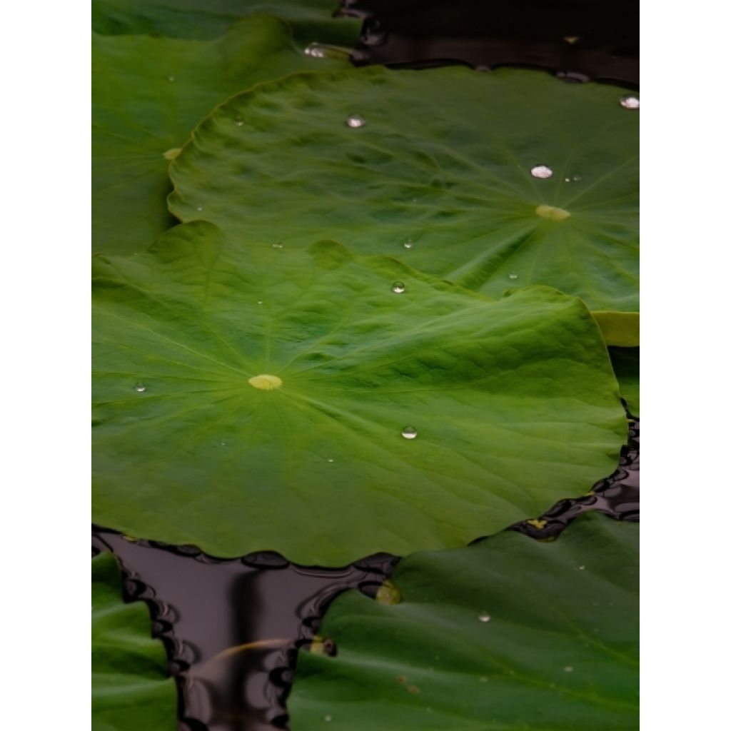 Nelumbo nucifera Chawan Basu - Lotus des Indes