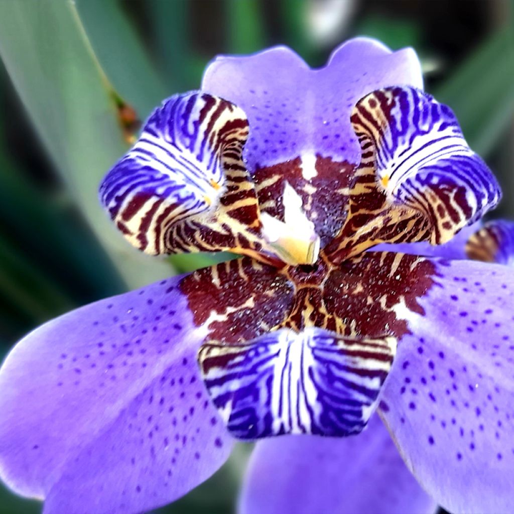 Neomarica caerulea Sky Blue - Iris géant du Brésil