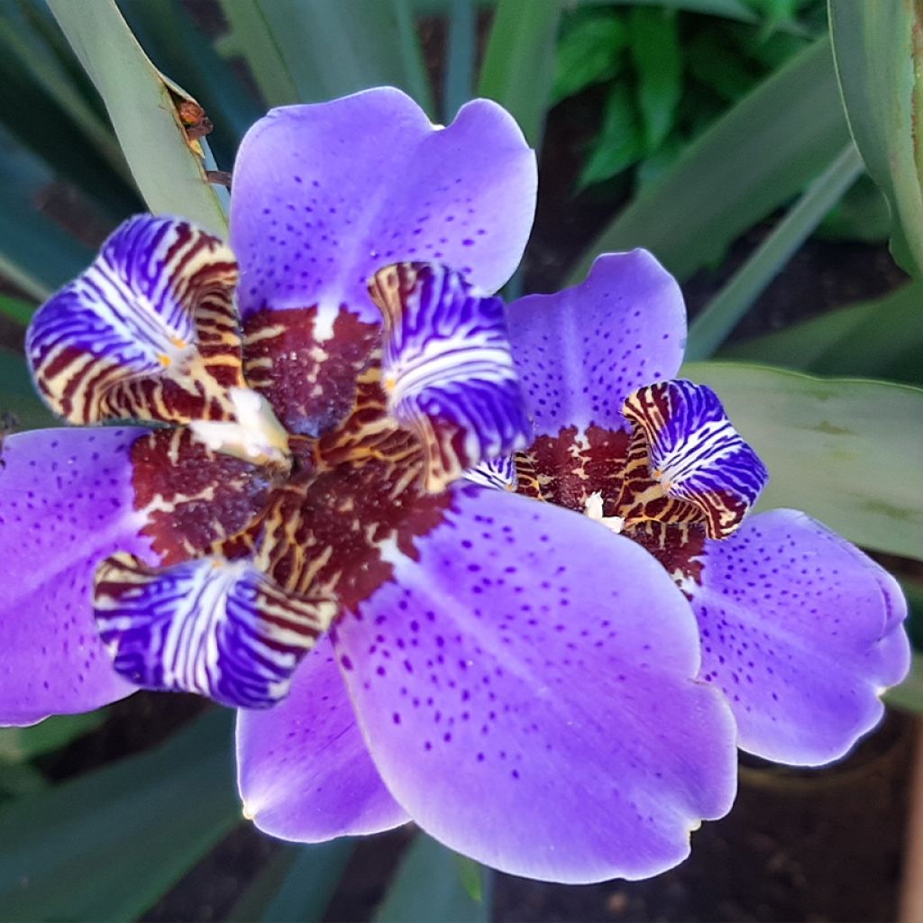 Neomarica caerulea Sky Blue - Iris géant du Brésil