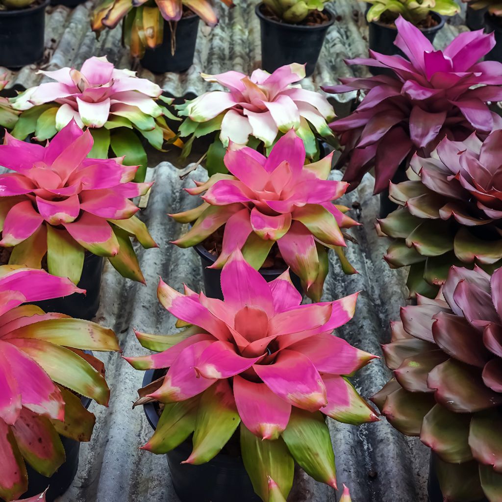 Neoregelia Medusa - Plante réservoir