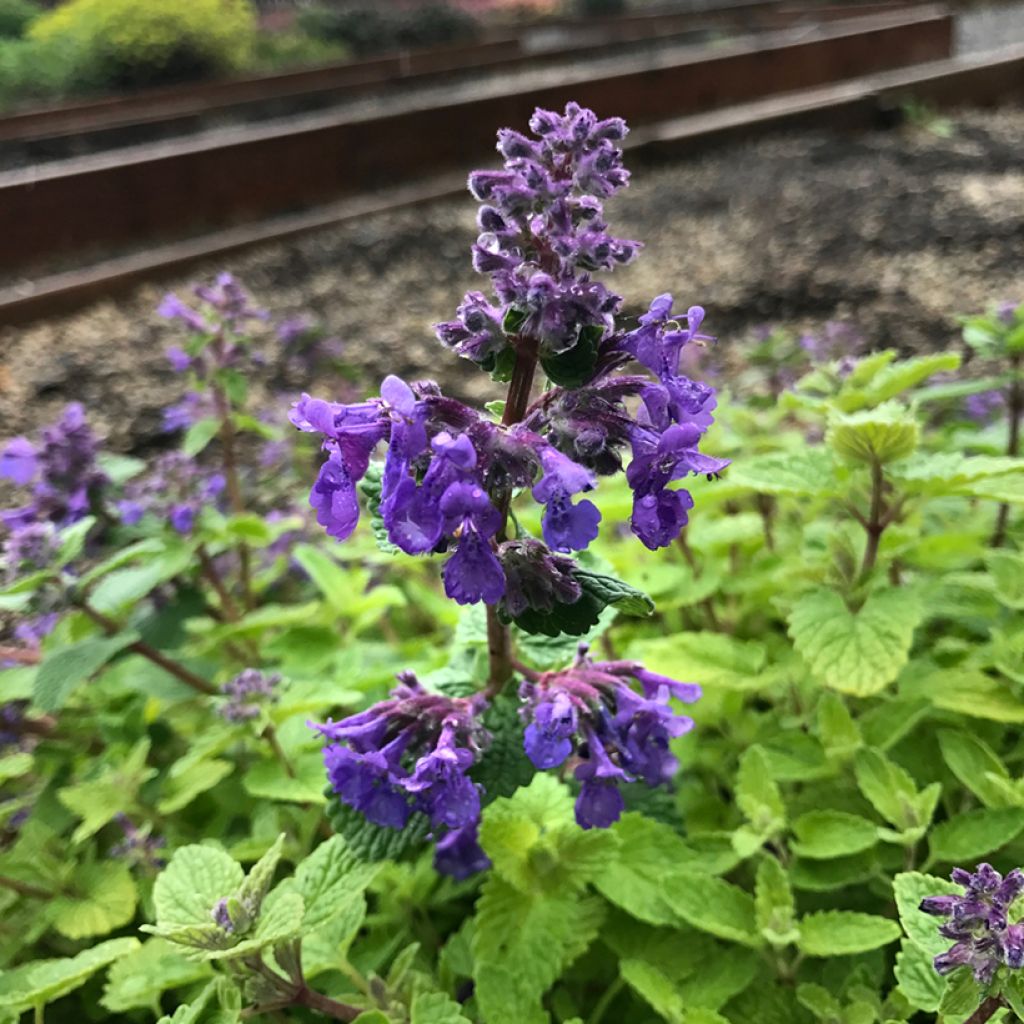 Nepeta Nova Blue - Népéta hybride
