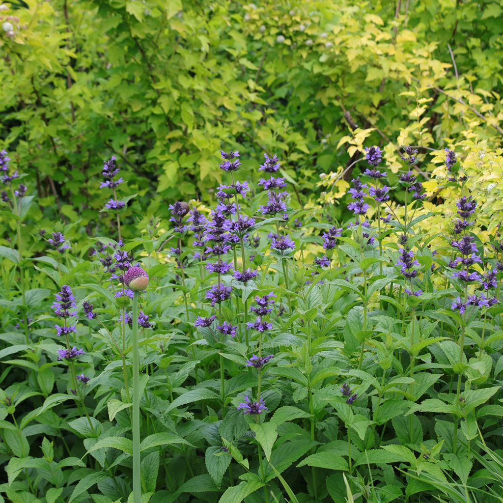 Nepeta kubanica - Chataire