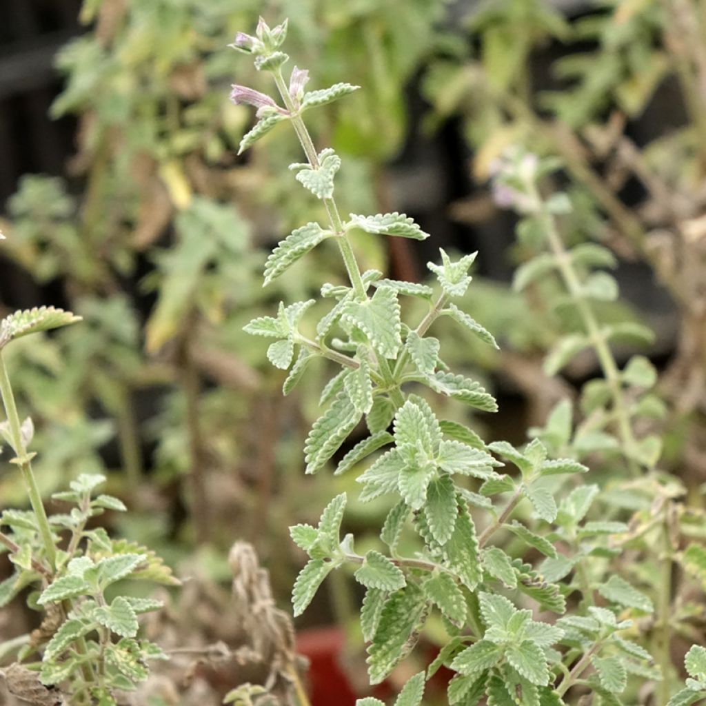 Nepeta x faassenii Dropmore