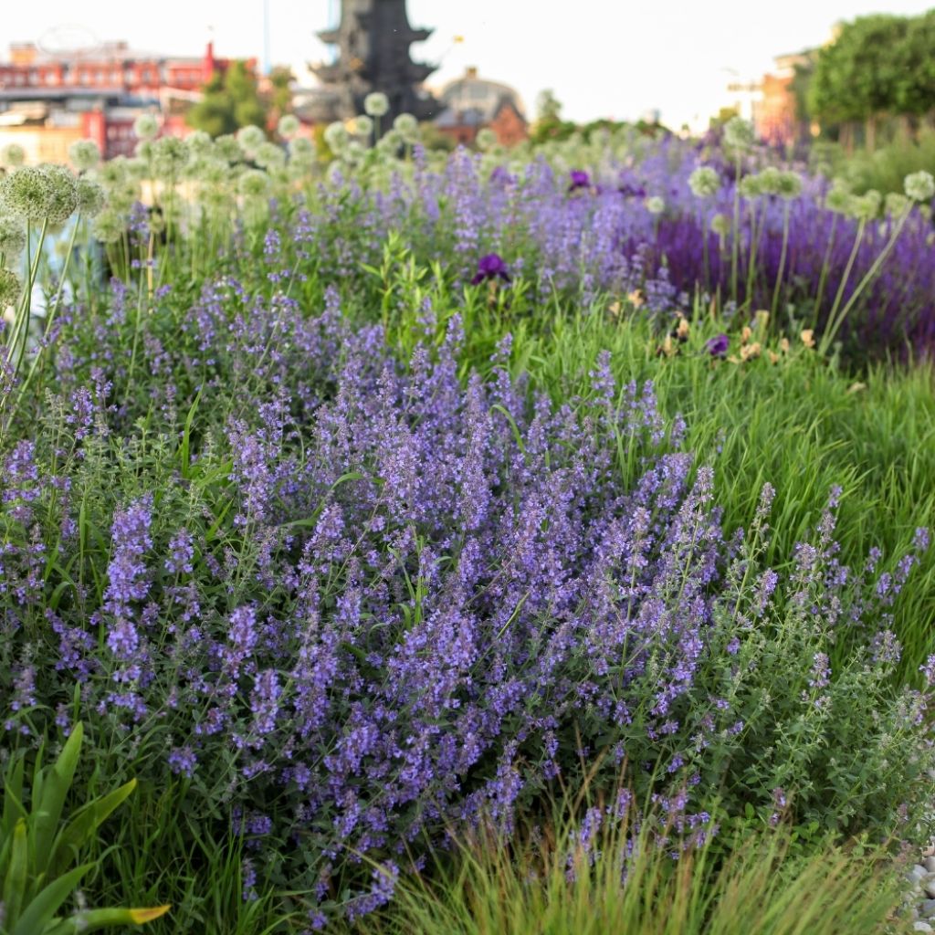 Nepeta faassenii Cat's Pajamas