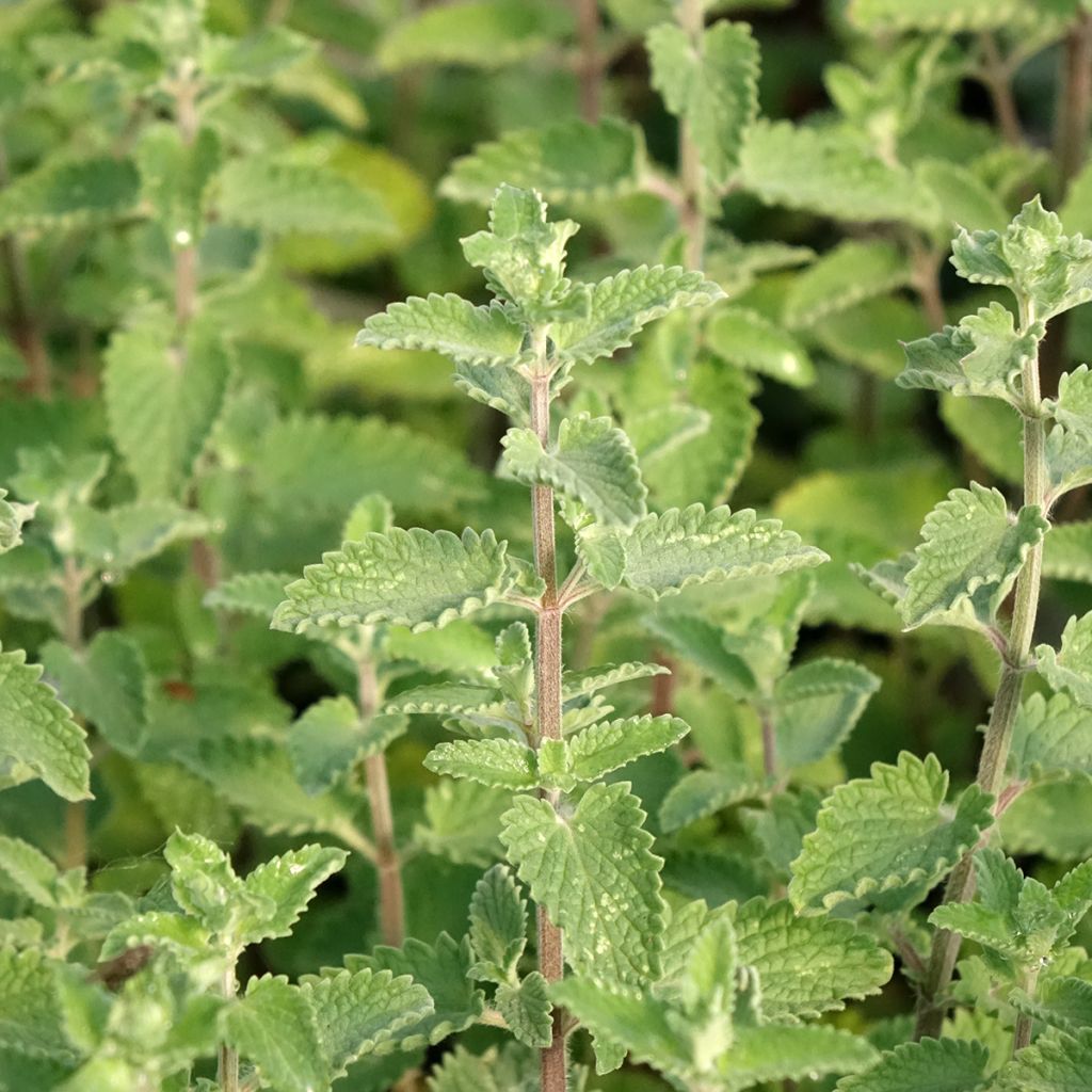 Nepeta faassenii Walker's Low