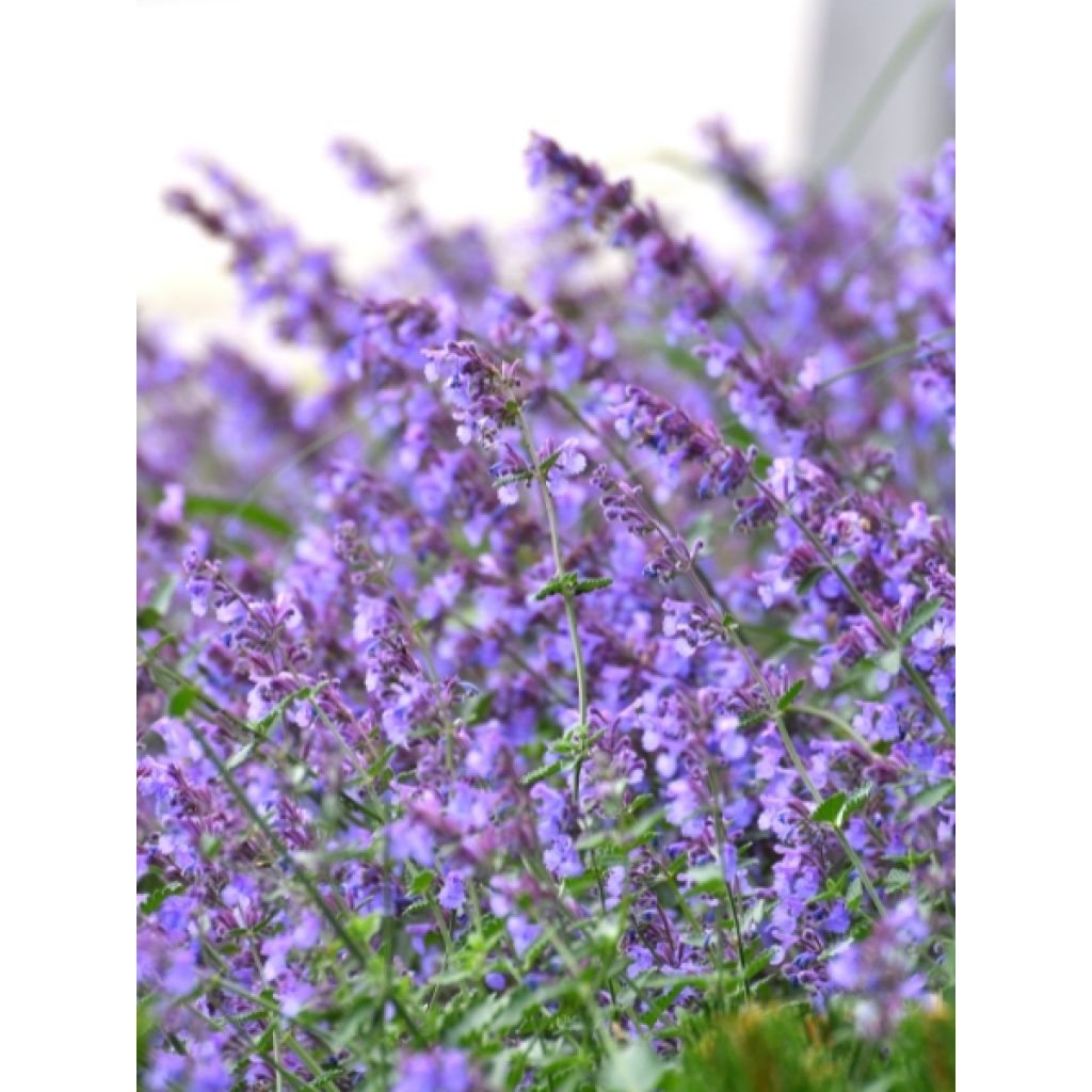 Nepeta faassenii Walker's Low