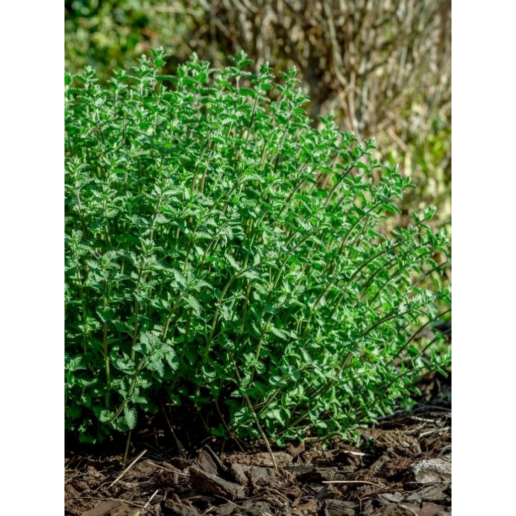 Nepeta faassenii Walker's Low