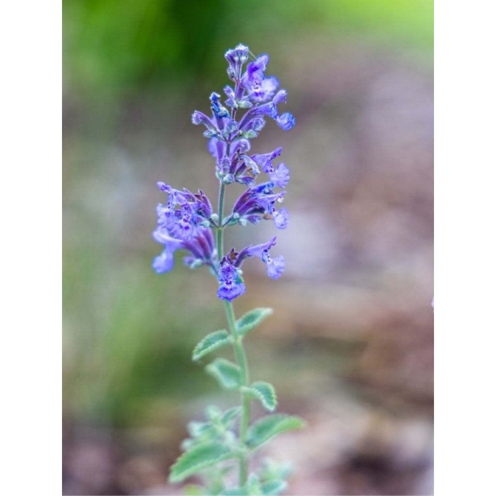 Nepeta faassenii Walker's Low