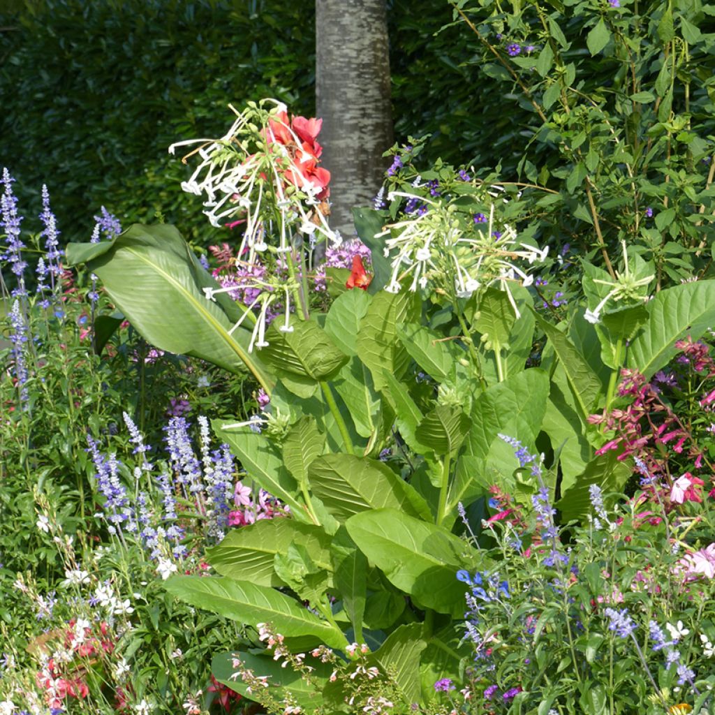 Graines de Tabac ornemental - Nicotiana sylvestris