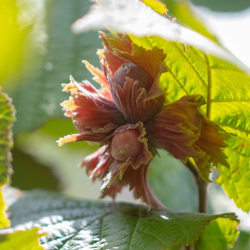 Noisetier commun - Corylus avellana Longue d'Espagne
