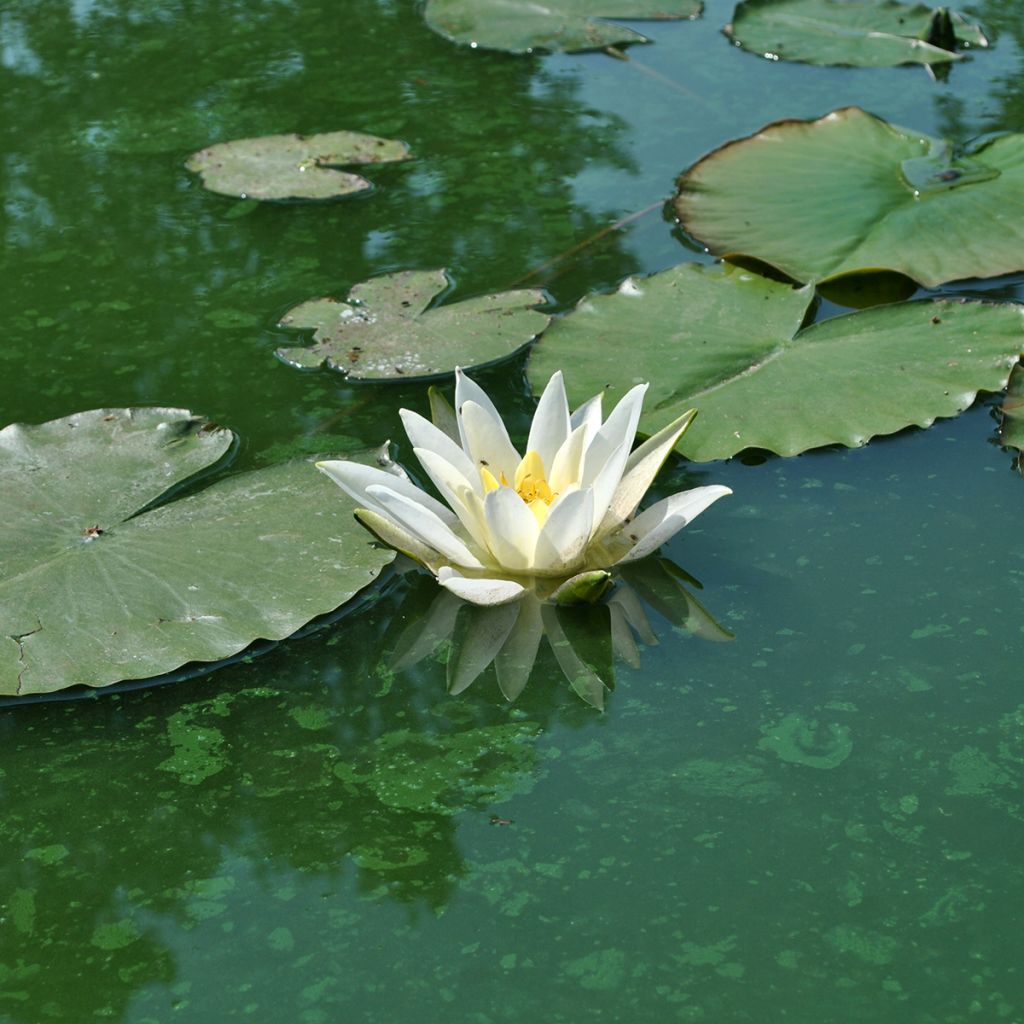 Nymphaea Alba Delicata - Nénuphar blanc rustique
