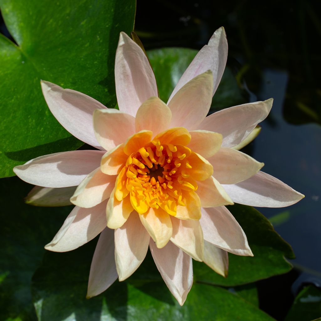 Nymphaea Aurora - Nénuphar orange