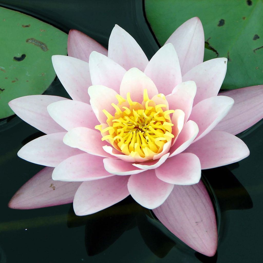 Nymphaea Berthold - Nénuphar rose, nain rustique