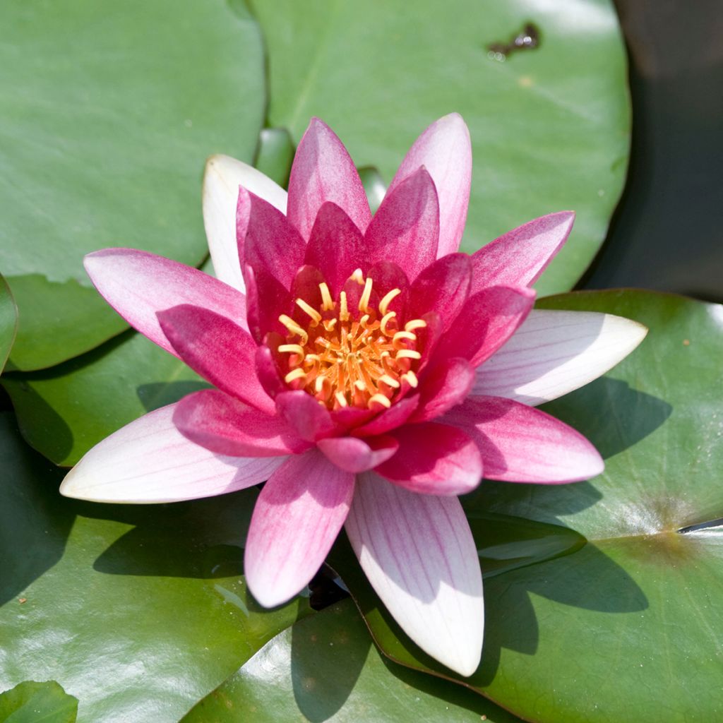 Nymphaea Burgundy Princess - Nénuphar rustique