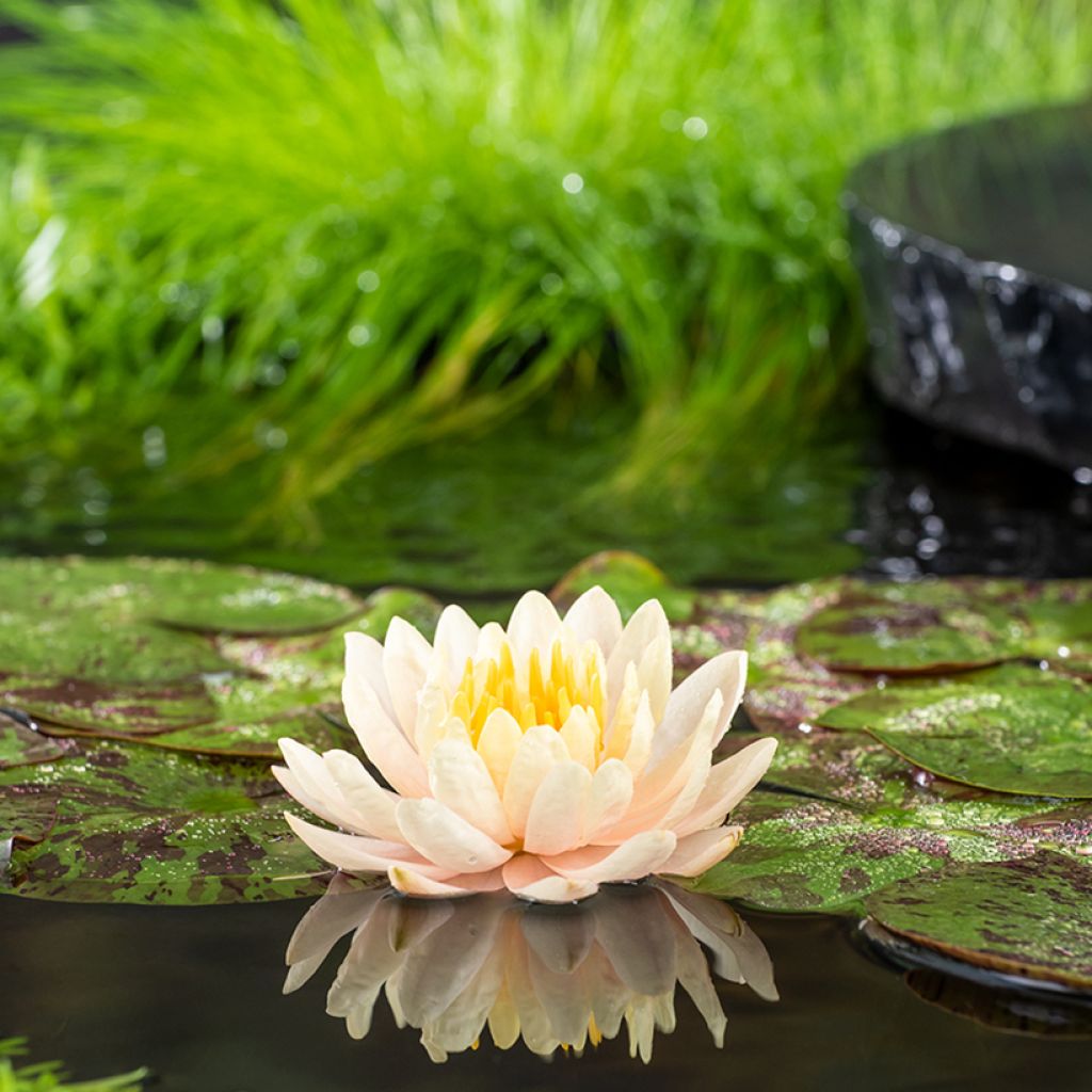 Nymphaea Clyde Ikins - Nénuphar rustique jaune cuivré