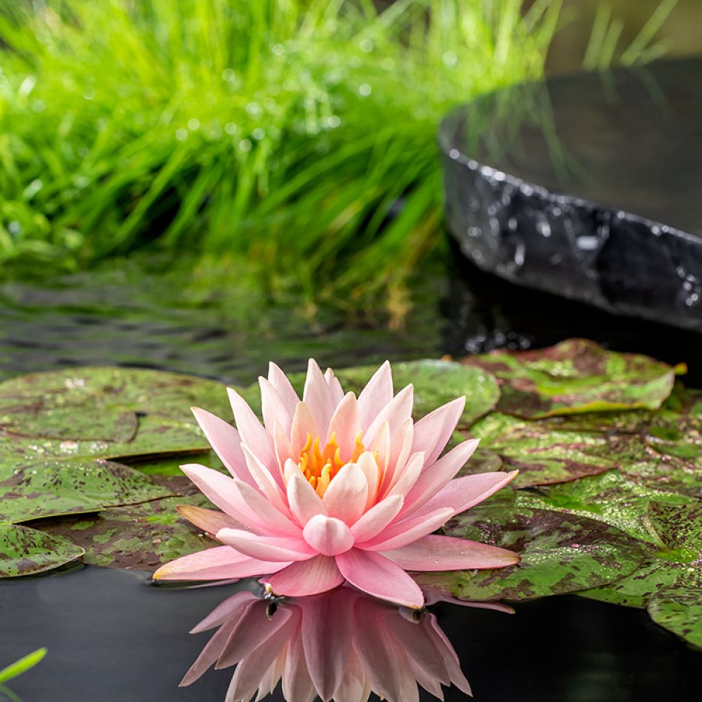Nymphaea Colorado - Nénuphar rustique rose saumon