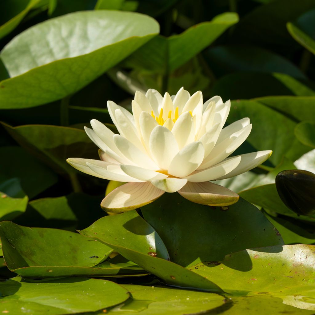 Nymphaea Denver - Nénuphar rustique fleurs doubles ivoire