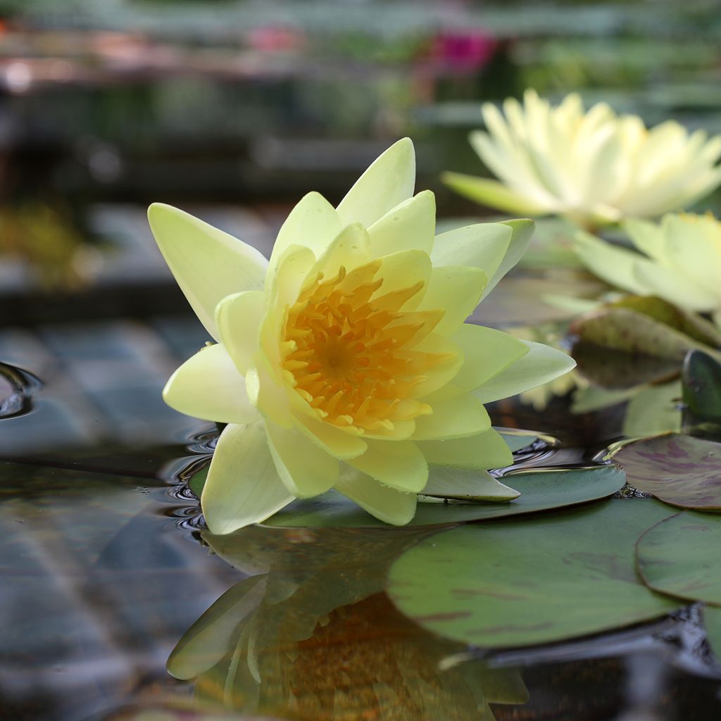 Nymphaea Double Yellow - Nénuphar rustique jaune double