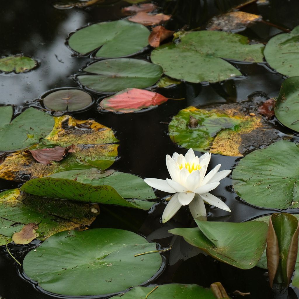 Nymphaea Evelyn Stetson - Nénuphar rustique blanc