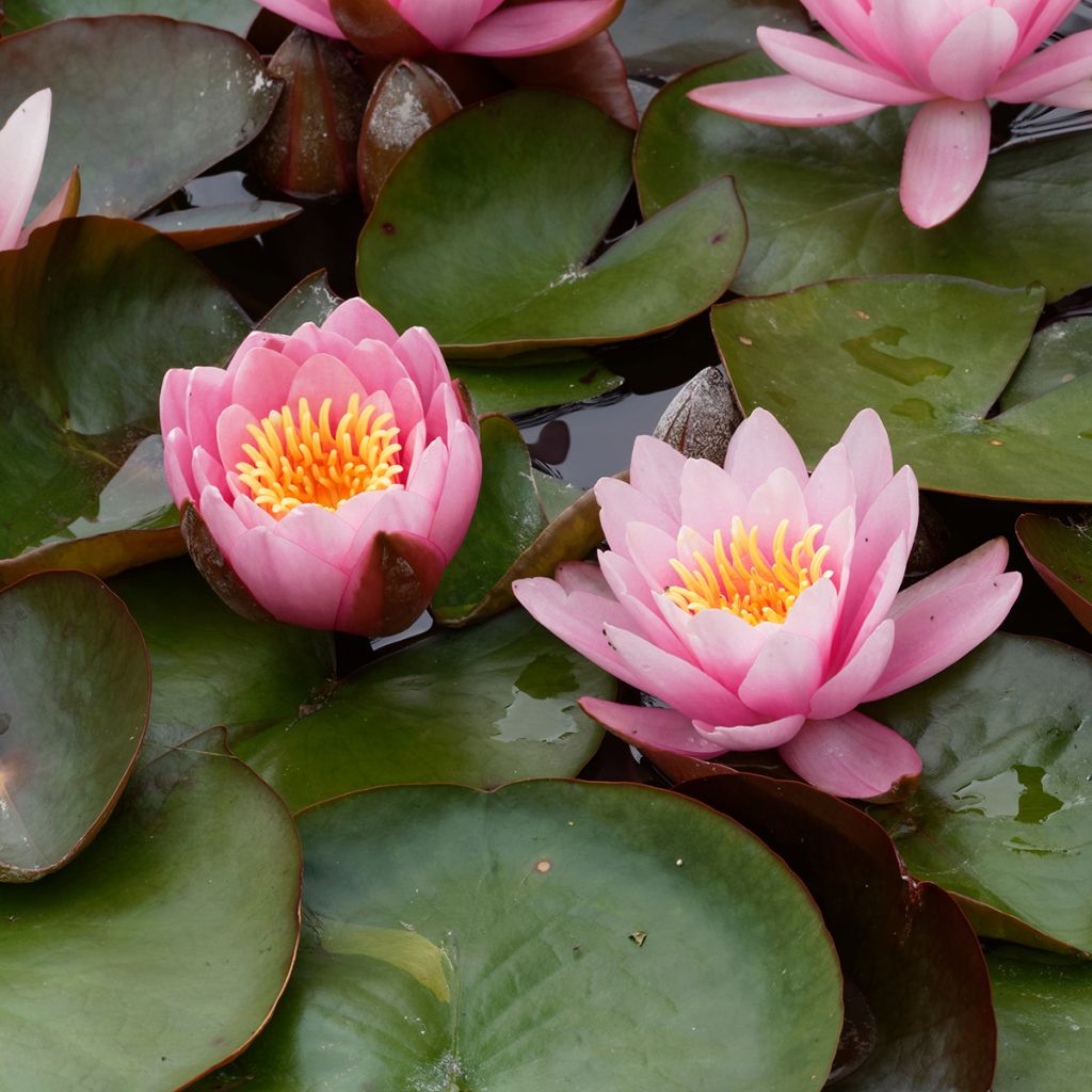 Nymphaea Fabiola - Nénuphar rose