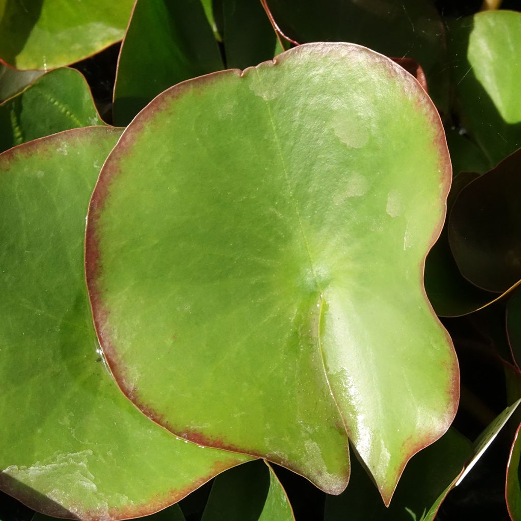Nymphaea Fabiola - Nénuphar rose