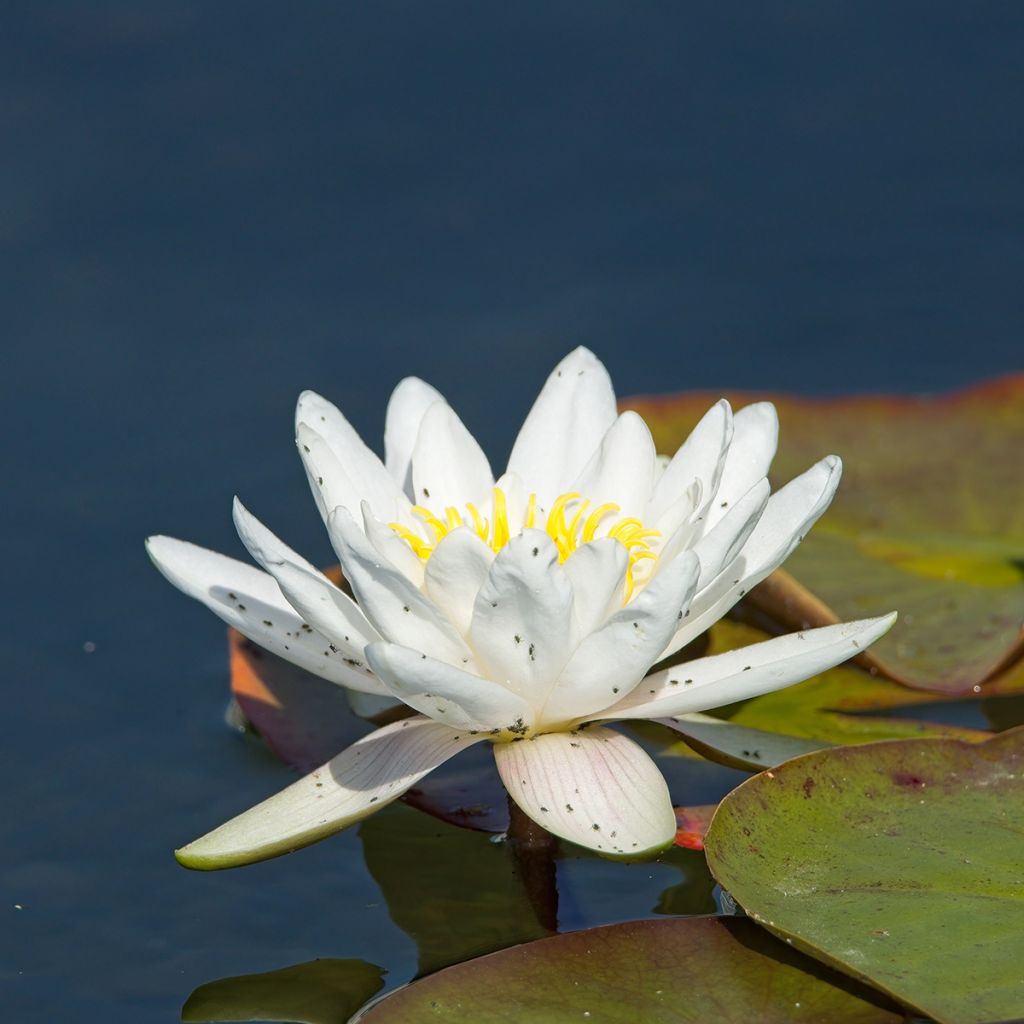 Nymphaea Gladstoniana - Nénuphar rustique