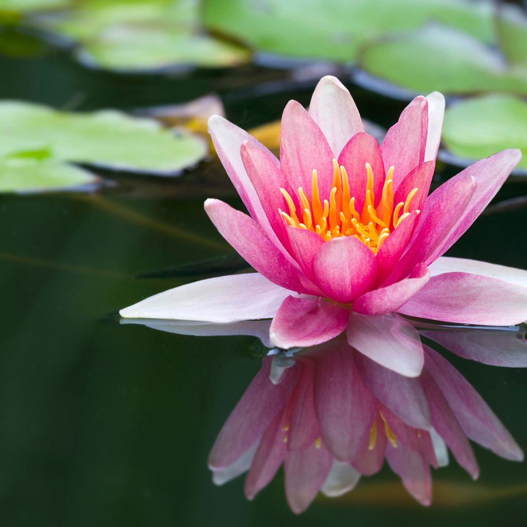 Nymphaea Jean de la Marsalle - Nénuphar rustique rouge rose