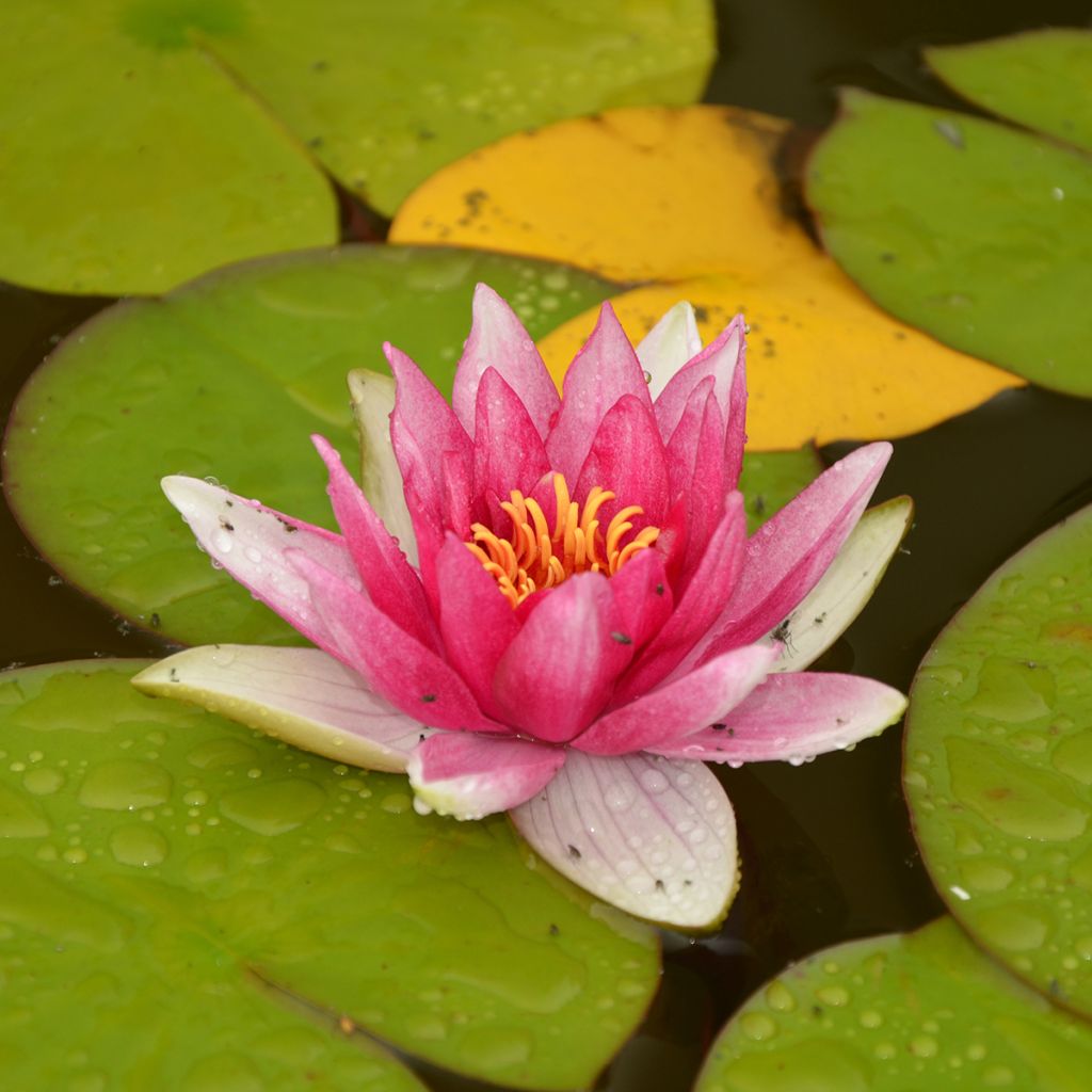 Nymphaea Jean de la Marsalle - Nénuphar rustique rouge rose