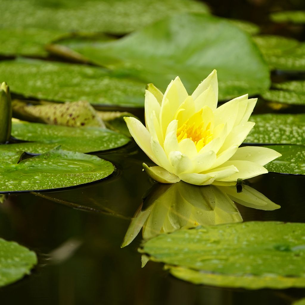 Nymphaea Marliacea Chromatella - Nénuphar rustique jaune