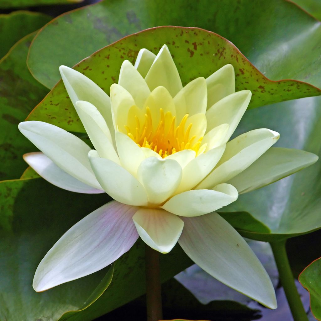 Nymphaea Marliacea Chromatella - Nénuphar rustique jaune