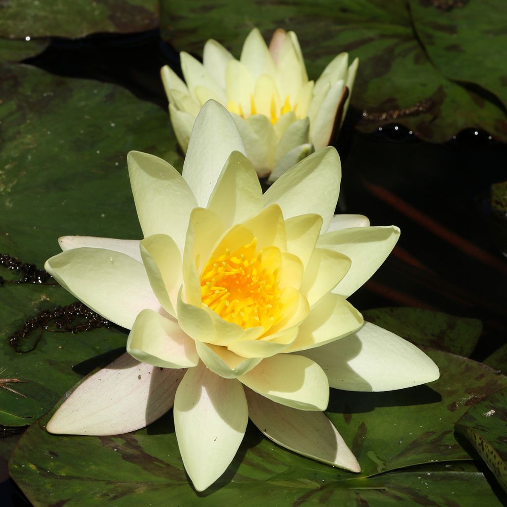 Nymphaea Marliacea Chromatella - Nénuphar rustique jaune