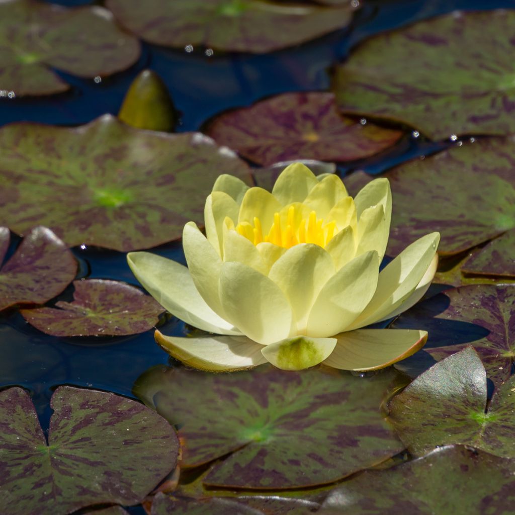 Nymphaea Marliacea Chromatella - Nénuphar rustique jaune