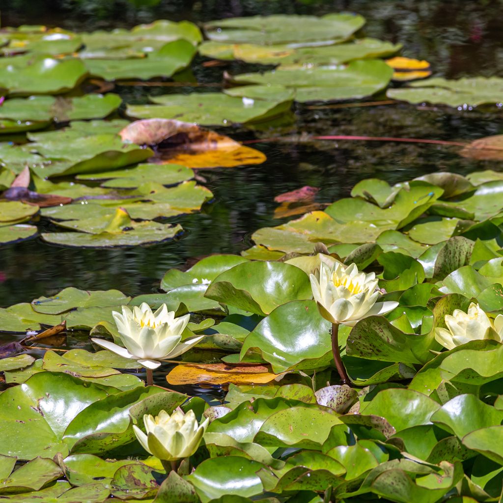 Nymphaea Marliacea Chromatella - Nénuphar rustique jaune