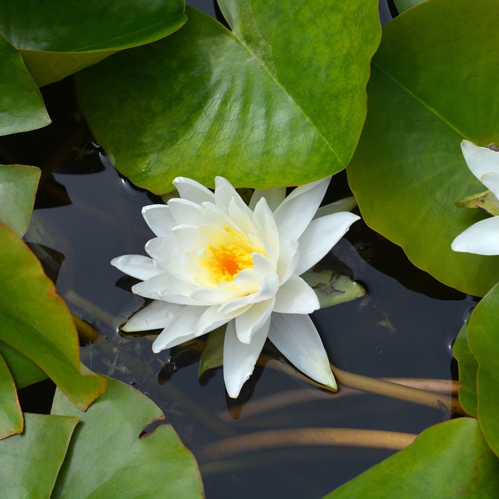Nymphaea Perry's Double White - Nénuphar rustique