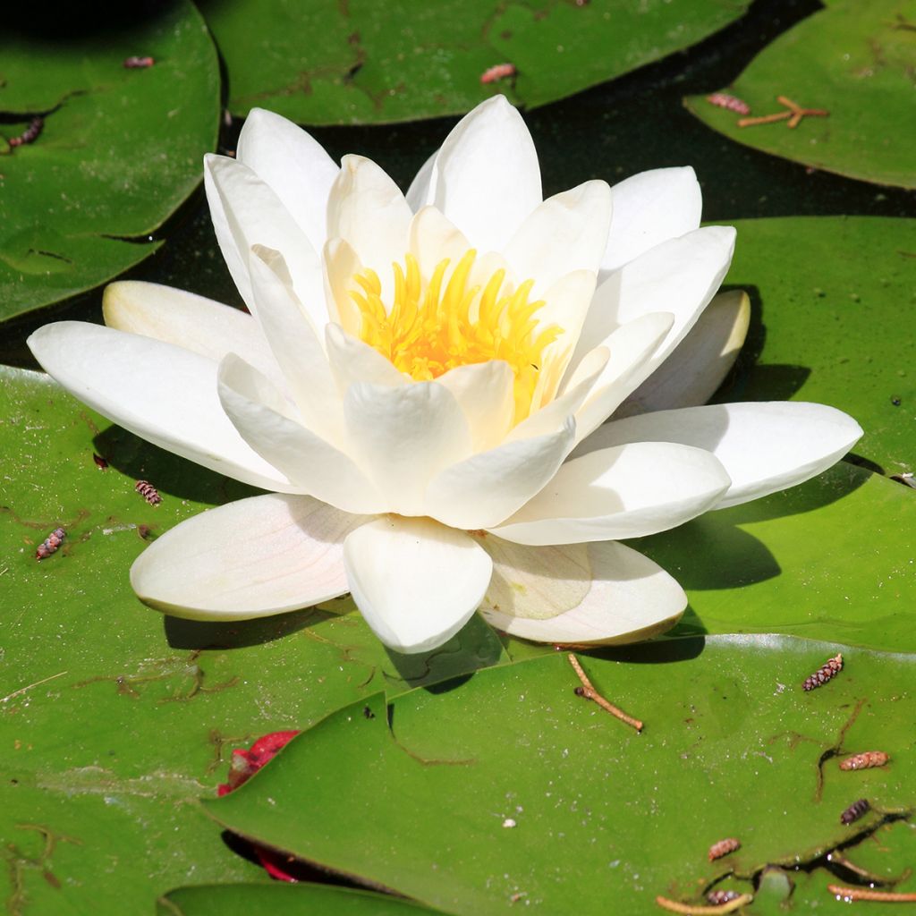 Nymphaea Pygmaea Alba - Nénuphar nain rustique