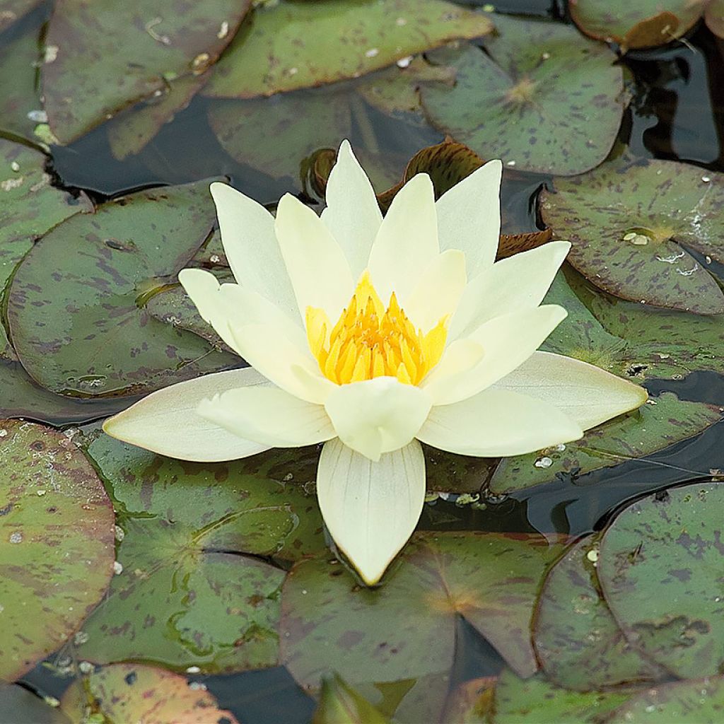 Nymphaea Pygmaea Helvola - Nénuphar nain rustique