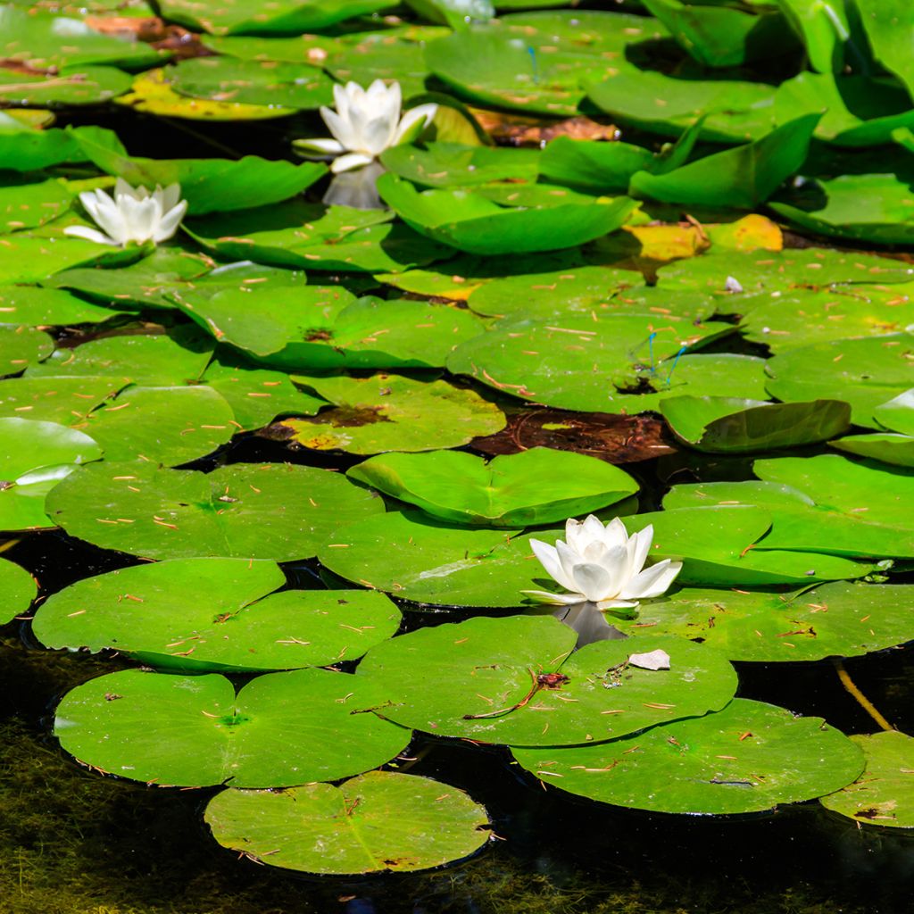 Nymphaea White Sultan - Nénuphar rustique blanc