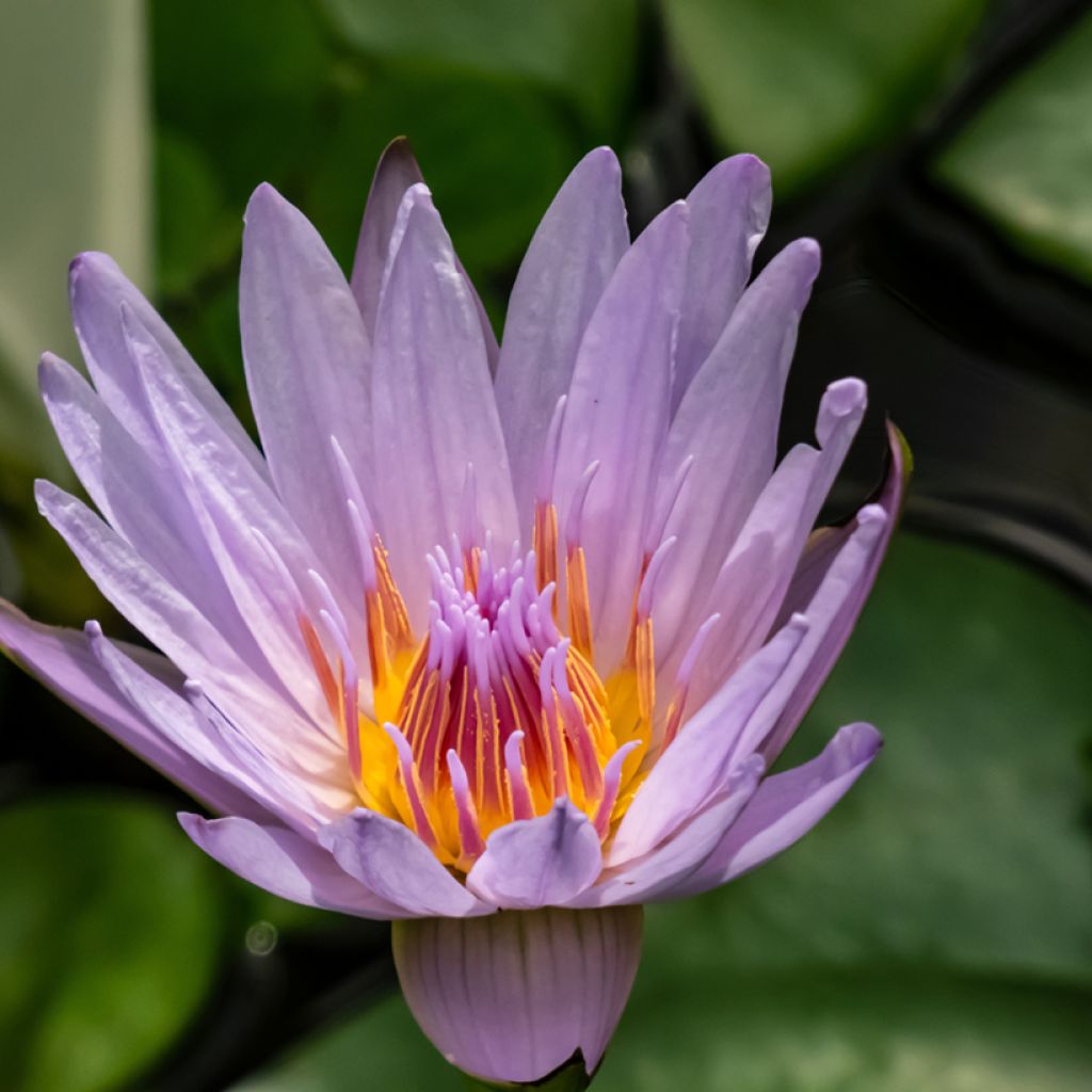 Nymphaea colorata - Nenuphar bleu tropical