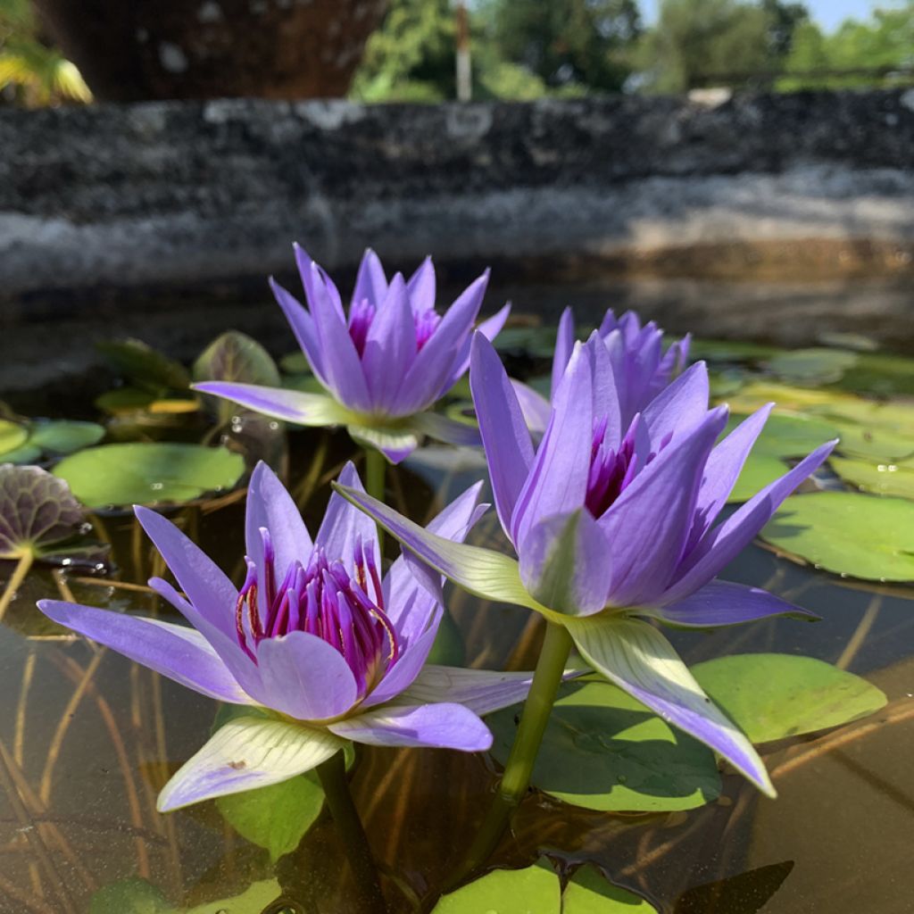 Nymphaea colorata - Nenuphar bleu tropical