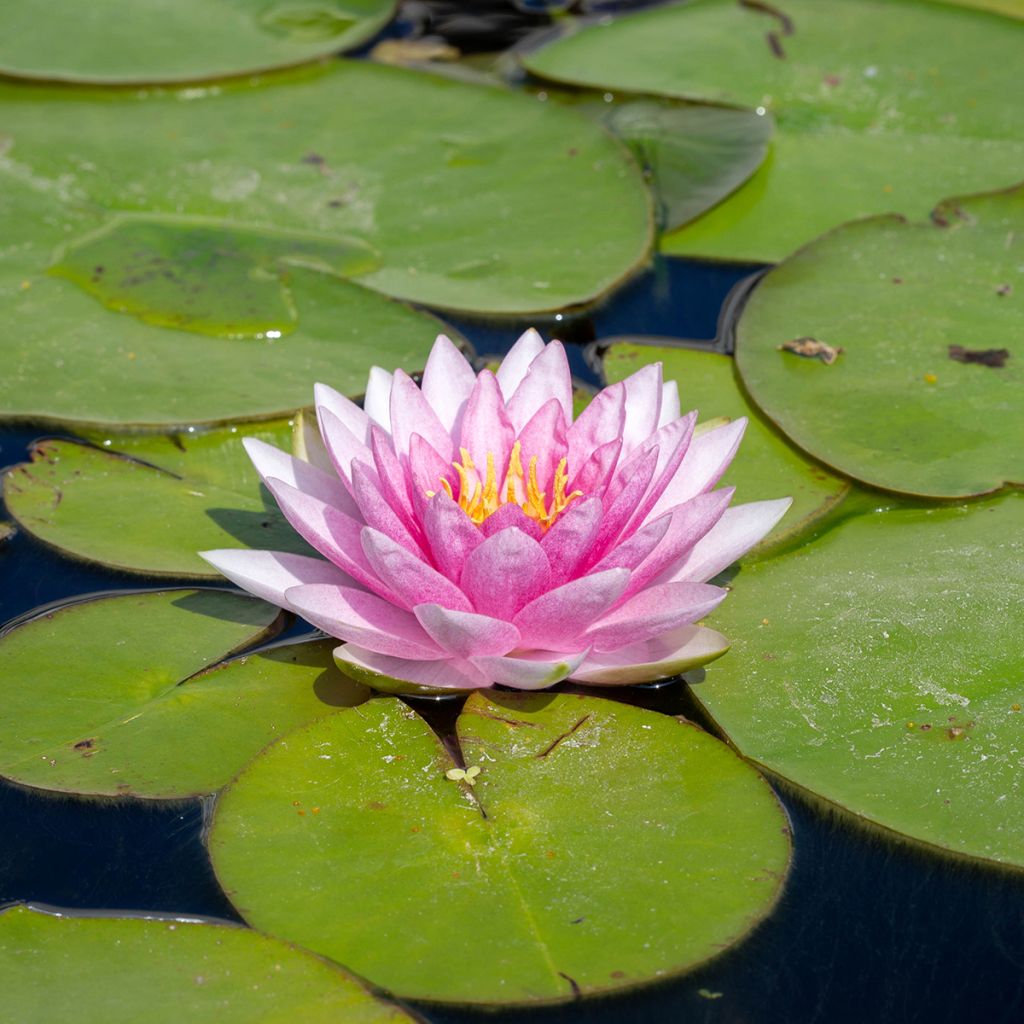 Nymphaea Odorata Suavissima - Nénuphar rustique rose