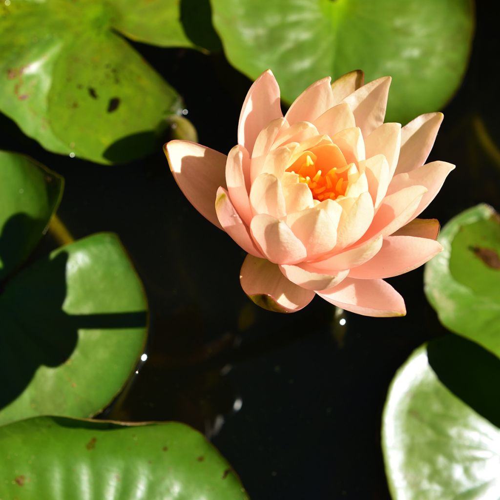Nymphaea Clyde Ikins - Nénuphar rustique jaune cuivré