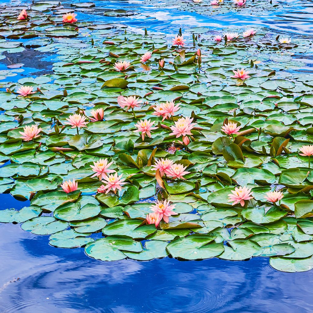 Nymphaea Colorado - Nénuphar rustique rose saumon