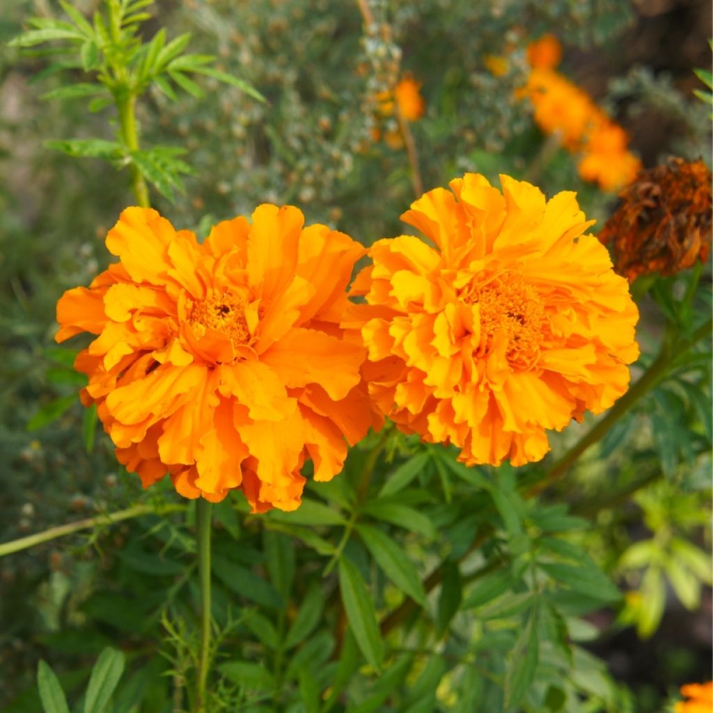 Oeillet d'Inde Bonanza Orange