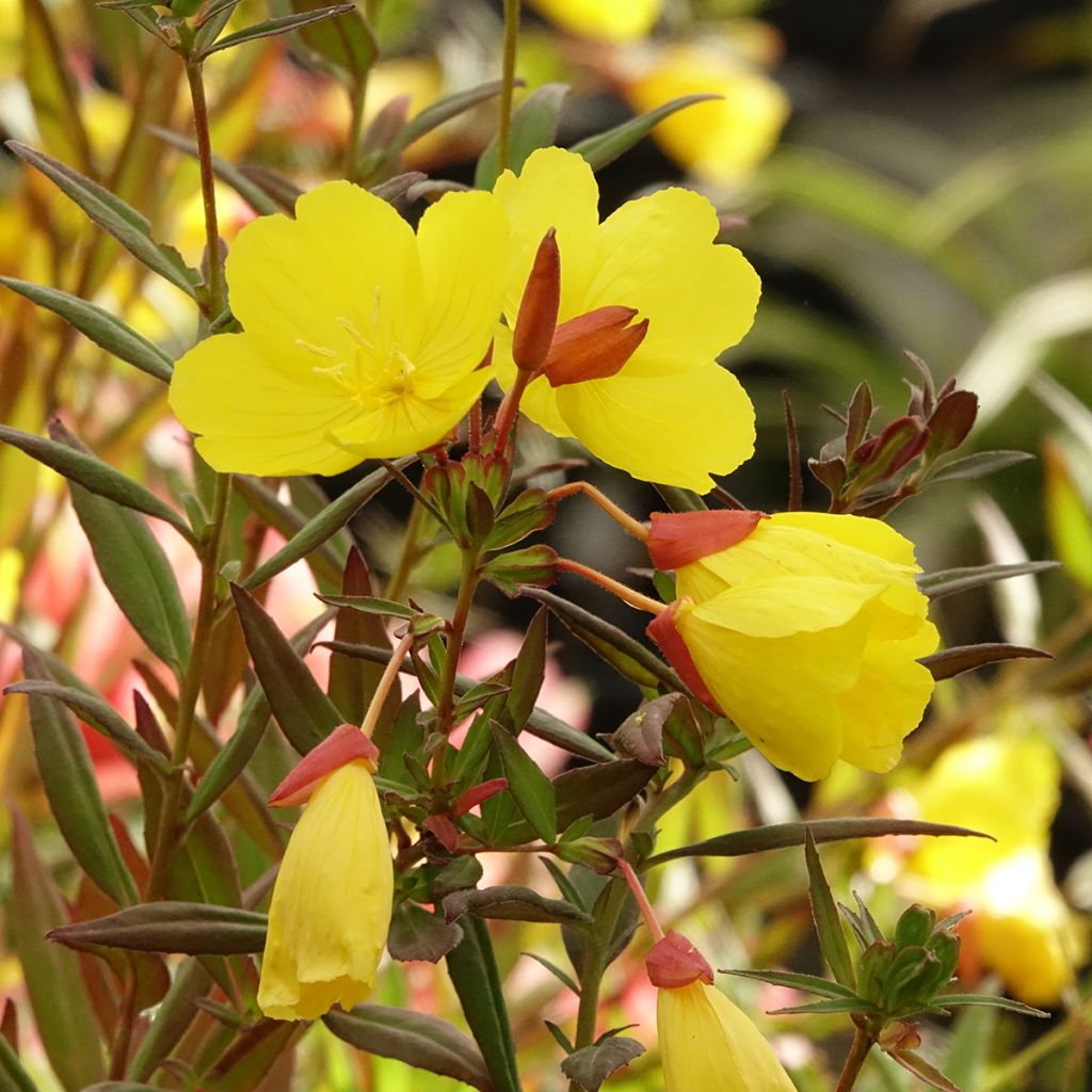 Oenothera fruticosa Sonnenwende - Onagre
