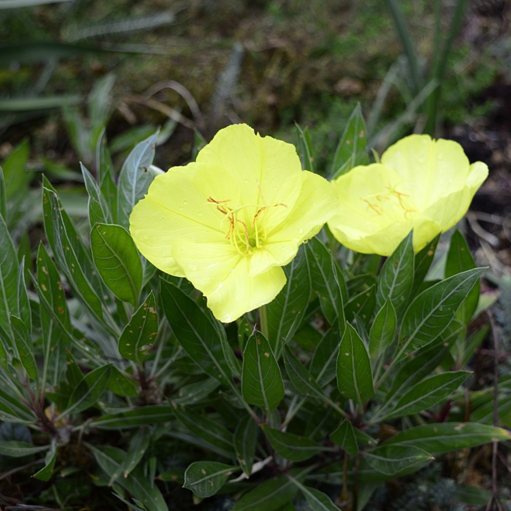 Oenothera missouriensis - Onagre du Missouri