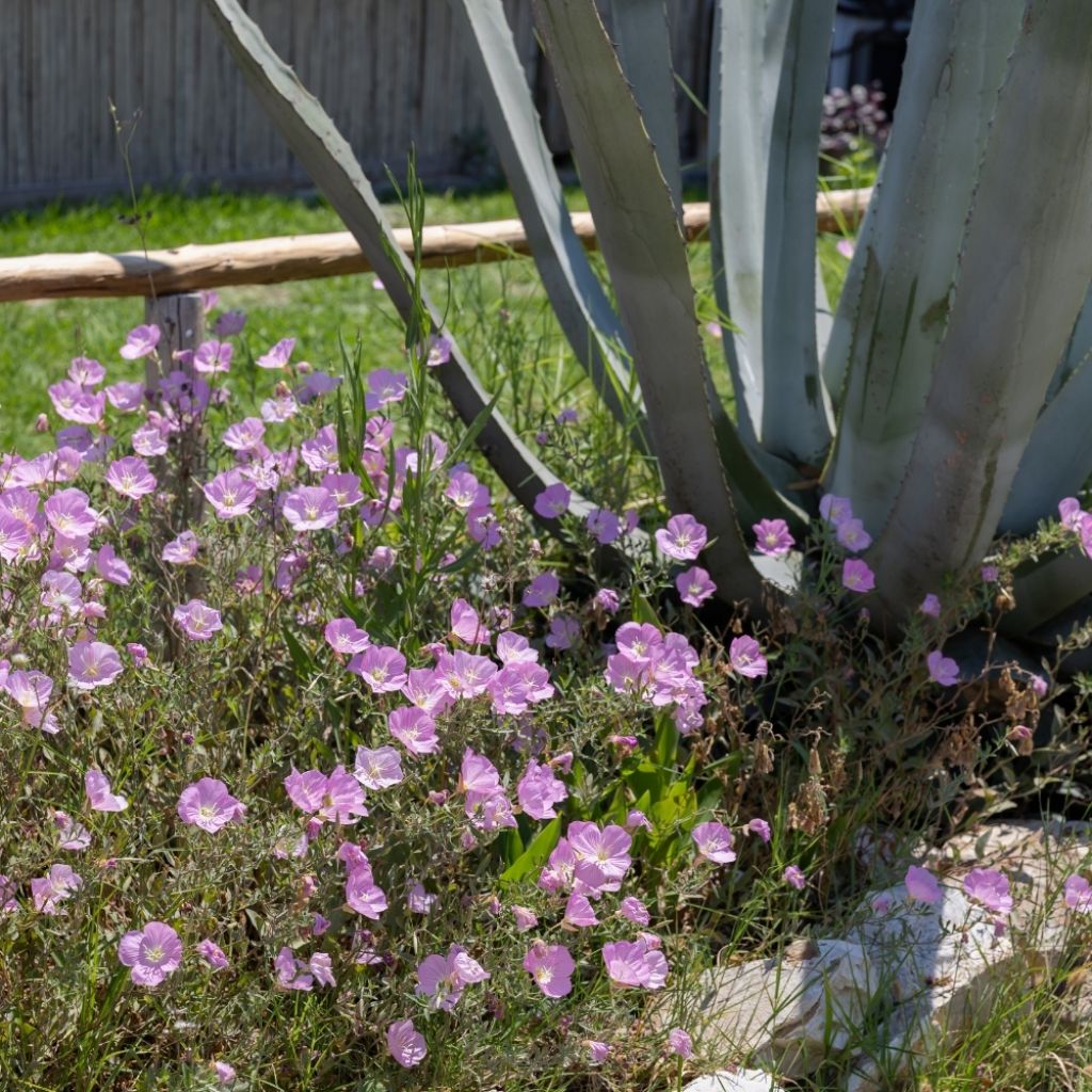 Oenothera speciosa - Oenothère rose
