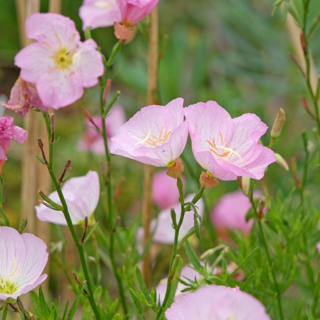 Oenothera speciosa - Oenothère rose
