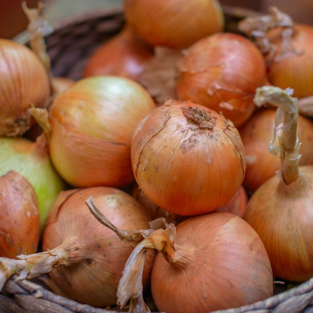 Oignon Jaune paille des Vertus - Allium cepa